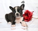 Small Photo #1 Faux Frenchbo Bulldog Puppy For Sale in SHILOH, OH, USA