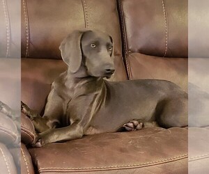 Mother of the Weimaraner puppies born on 12/18/2022