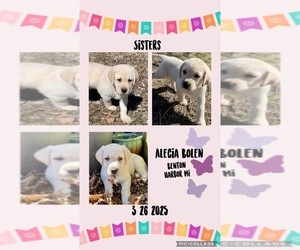 Labrador Retriever Litter for sale in BENTON HARBOR, MI, USA
