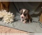 Small #3 Pembroke Welsh Corgi