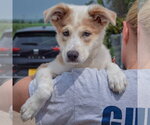 Small #5 Australian Shepherd-Collie Mix