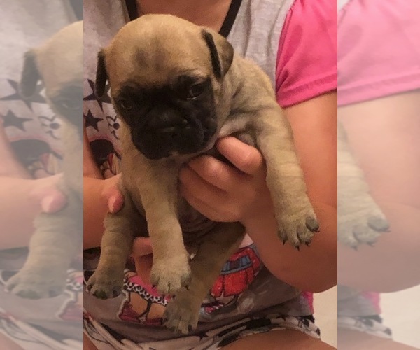 Medium Photo #1 French Bulldog Puppy For Sale in LEXINGTON, SC, USA