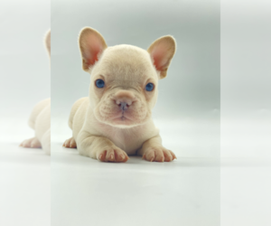 French Bulldog Puppy for sale in BOSTON, MA, USA