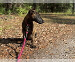 Small #1 Dutch Shepherd  Mix