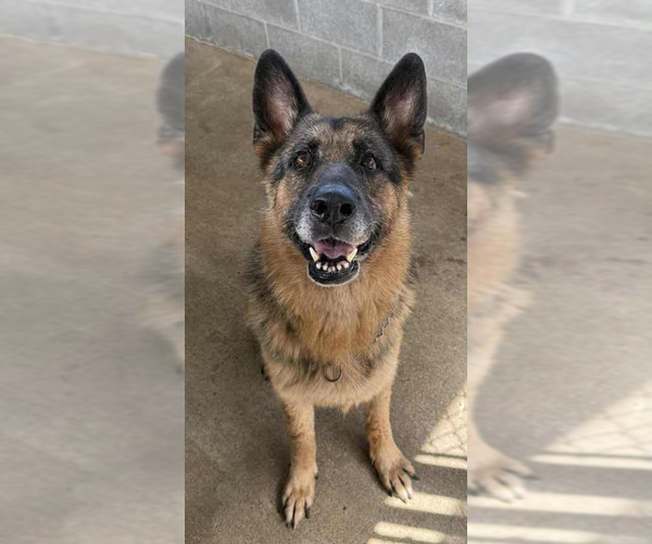 Medium Photo #8 German Shepherd Dog Puppy For Sale in Brooklyn, NY, USA