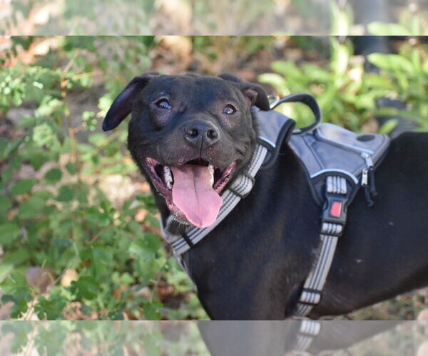 Medium Photo #6 American Pit Bull Terrier Puppy For Sale in Topeka, KS, USA
