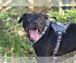 Small #5 American Pit Bull Terrier