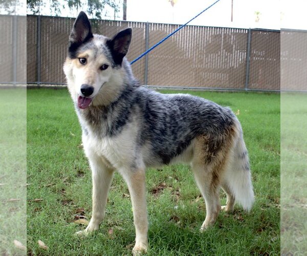 Medium Photo #1  Puppy For Sale in , 