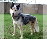 Small Huskies  Mix