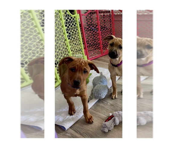 Medium Photo #4 Redbone Coonhound-Unknown Mix Puppy For Sale in Mooresville, NC, USA