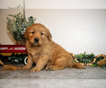 Small Photo #13 Golden Retriever Puppy For Sale in WOLCOTTVILLE, IN, USA