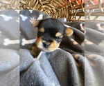 Small Photo #5 Yorkshire Terrier Puppy For Sale in GILBERT, AZ, USA