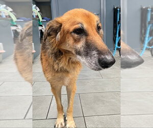 German Shepherd Dog Dogs for adoption in New York, NY, USA