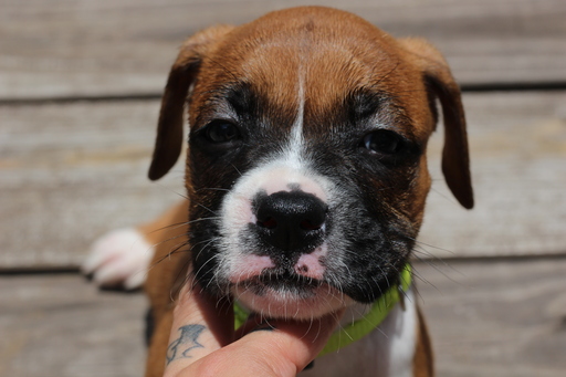 View Ad Boxer Puppy for Sale, Texas, CONROE, USA