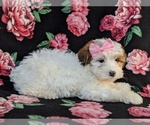 Small Photo #4 Poodle (Miniature)-Shorkie Tzu Mix Puppy For Sale in CHRISTIANA, PA, USA