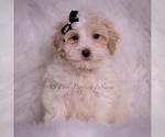 Small Photo #84 Maltipoo (Miniature) Puppy For Sale in WARSAW, IN, USA