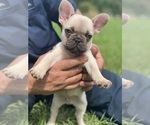 Small French Bulldog