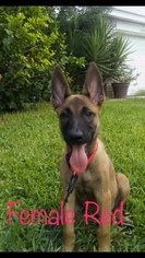 Medium Belgian Malinois