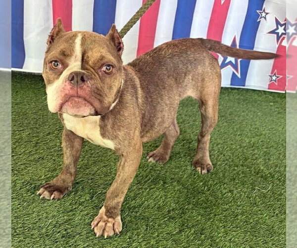 Medium Photo #4 French Bulldog-Unknown Mix Puppy For Sale in New York, NY, USA
