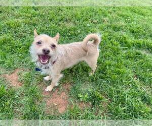Chihuahua-Unknown Mix Dogs for adoption in Spring Lake, NC, USA