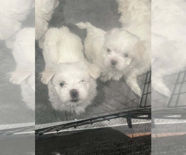 Medium Photo #4 Maltese Puppy For Sale in STATEN ISLAND, NY, USA