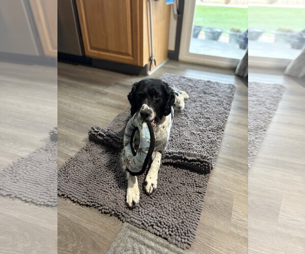 Medium Photo #4 - Mix Puppy For Sale in Curwensville, PA, USA