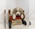 Small Poodle (Miniature)-Saint Berdoodle Mix