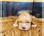 Small #4 Cocker Spaniel