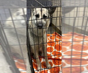 German Shepherd Dog Dogs for adoption in Texas City, TX, USA