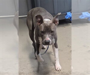 American Staffordshire Terrier-Unknown Mix Dogs for adoption in Tallahassee, FL, USA