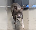 Small American Staffordshire Terrier Mix