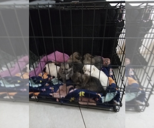 Medium Photo #1 Chiranian-Pomeranian Mix Puppy For Sale in SAN BERNARDINO, CA, USA