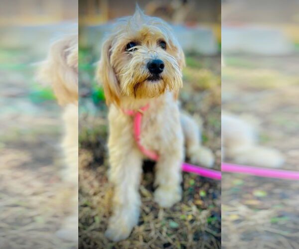 Medium Photo #1 Maltese-Unknown Mix Puppy For Sale in Pacolet, SC, USA