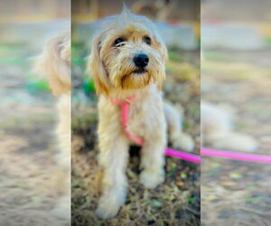 Maltese-Unknown Mix Dogs for adoption in Pacolet, SC, USA