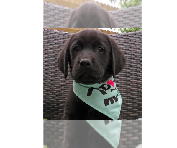 Medium Photo #4 Labrador Retriever Puppy For Sale in Grovertown, IN, USA