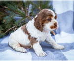 Small #3 Cocker Spaniel