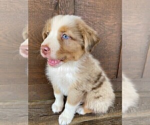 Australian Shepherd Puppy for sale in JEROMESVILLE, OH, USA
