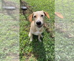 Small #2 Chihuahua-Retriever  Mix