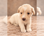 Puppy Blossom Alaskan Husky-Cock-A-Poo Mix