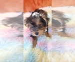 Small Photo #55 Yorkshire Terrier Puppy For Sale in AKRON, OH, USA