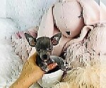 Small #6 Chihuahua