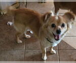 Small #2 Papillon Mix
