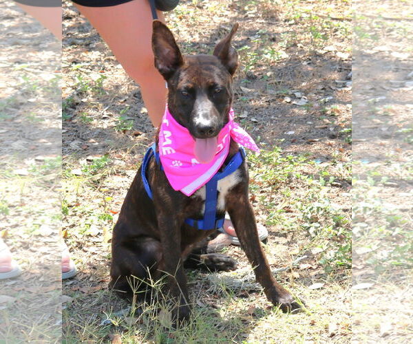 Medium Photo #1 Border Collie-Holland Shepherd Mix Puppy For Sale in Bandera, TX, USA