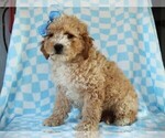 Small Photo #3 Cavapoo (Miniature) Puppy For Sale in LIBERTY, KY, USA