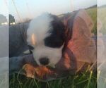 Small Photo #18 Saint Bernard Puppy For Sale in SPENCERVILLE, IN, USA