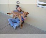 Small #1 German Shepherd Dog Mix