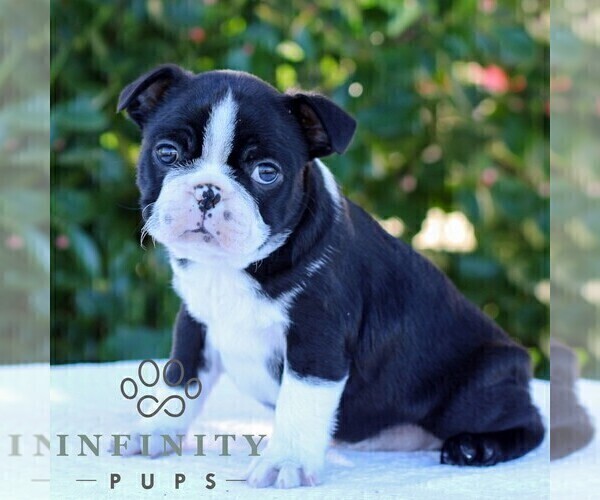 Medium Photo #2 Boston Terrier Puppy For Sale in MANHEIM, PA, USA
