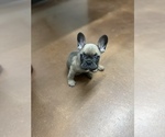 Small Photo #6 French Bulldog Puppy For Sale in NASHVILLE, TN, USA