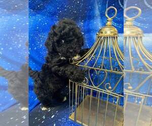Shih-Poo Puppy for sale in INDIANAPOLIS, IN, USA