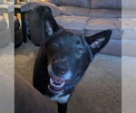 Small #9 Border Collie Mix